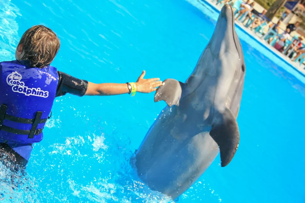 CABO DIMOND-los cabos-dolphins