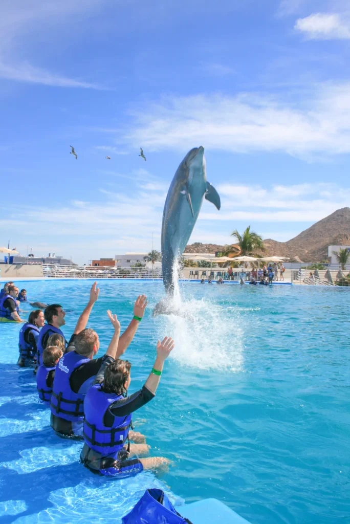 CABO DIMOND-los cabos-dolphins