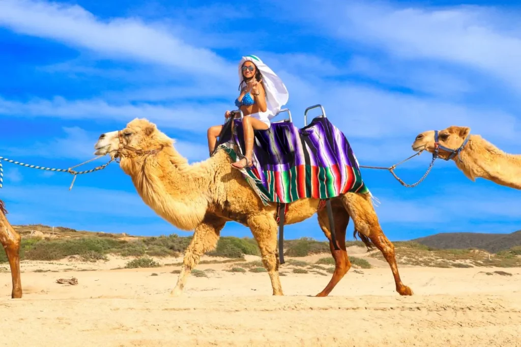 CABO DIMOND-los cabos-camels