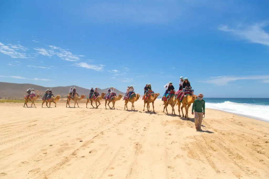 CABO DIMOND-los cabos-camels