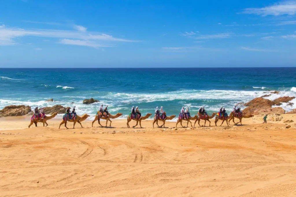 CABO DIMOND-los cabos-camels